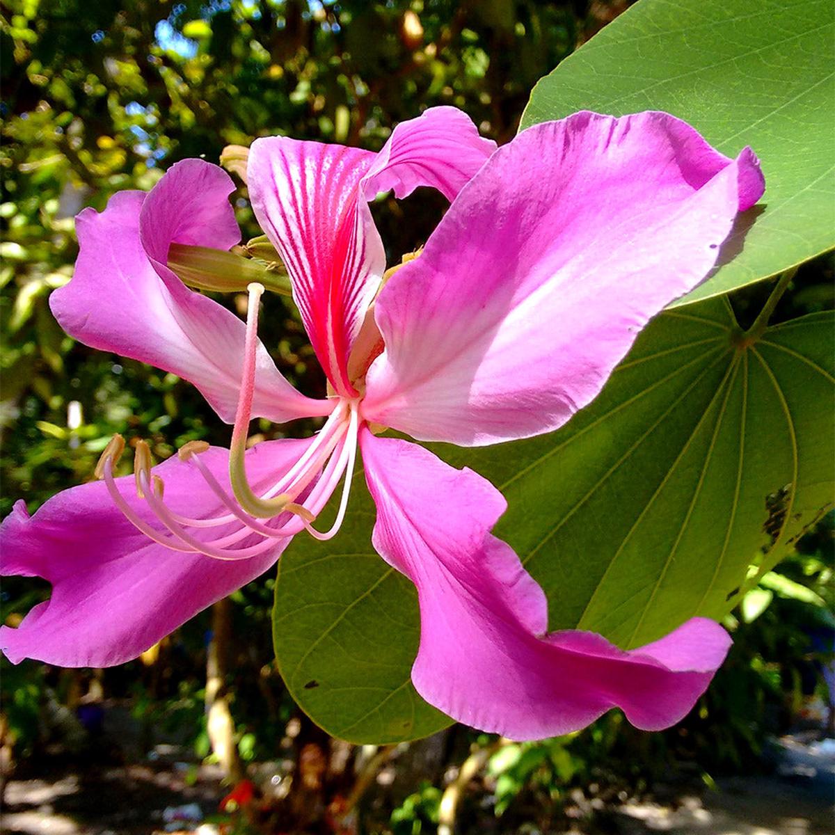 Bauhinia Purpurea Flower Seeds  Heirloom, Non-GMO, Easy to Grow