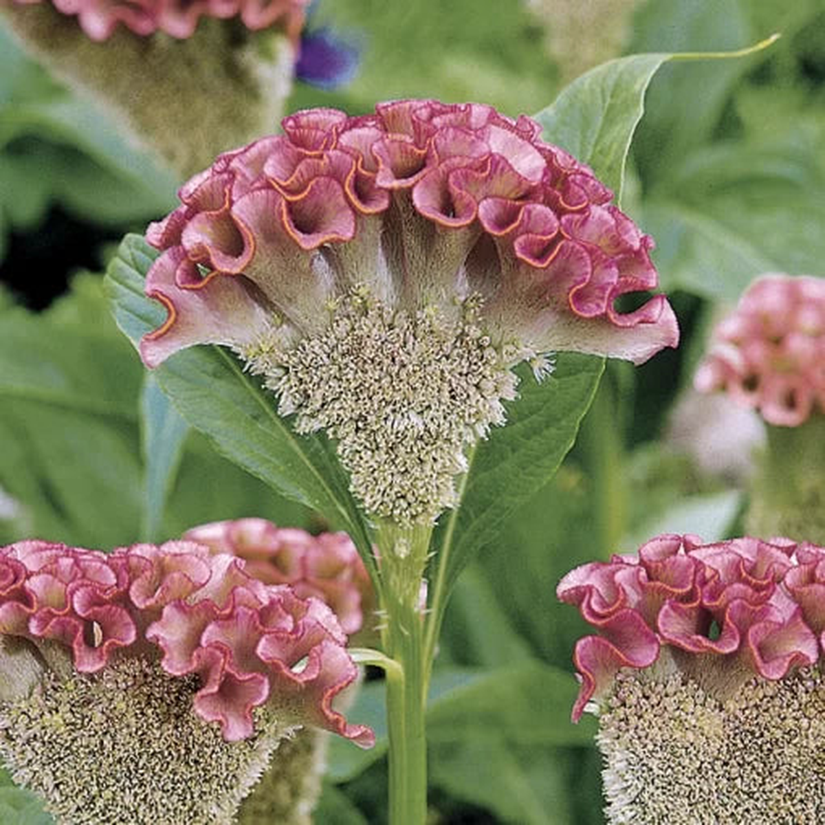 Bombay Pink Cockscomb Seeds | Large Crested Pink Celosia  Heirloom, Non-GMO, High Germination Organic Garden Seeds