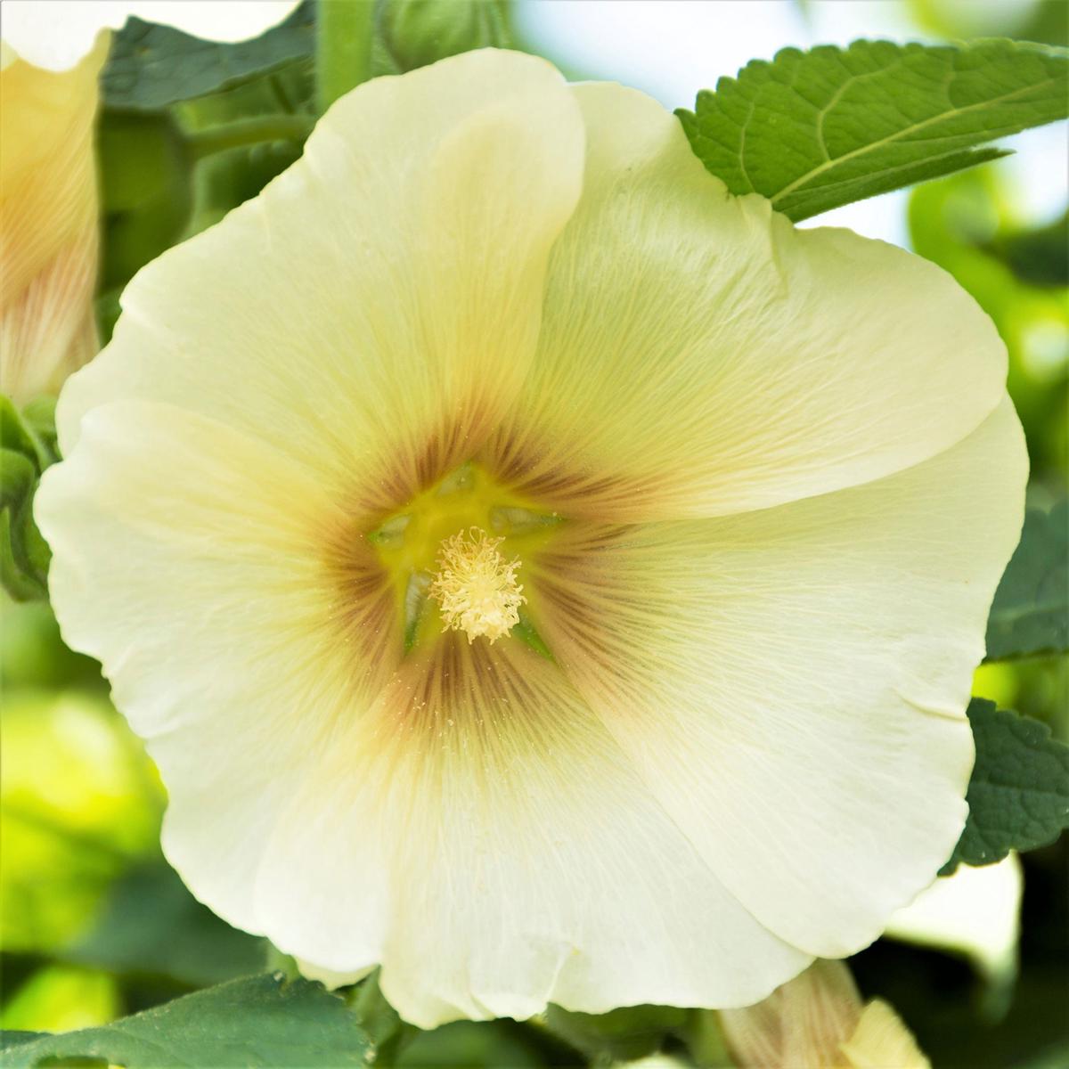 Bulk Hollyhock Seeds - Henry VIII - Lemon
