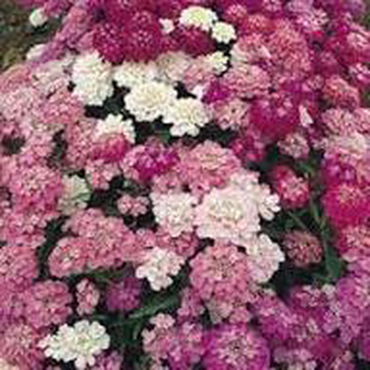 Candytuft Flower Seeds for Planting  Wildflower Mix Heirloom Non-GMO, High Germination Organic Garden SeedsSky Blue Lupine Flower Seeds for Planting
