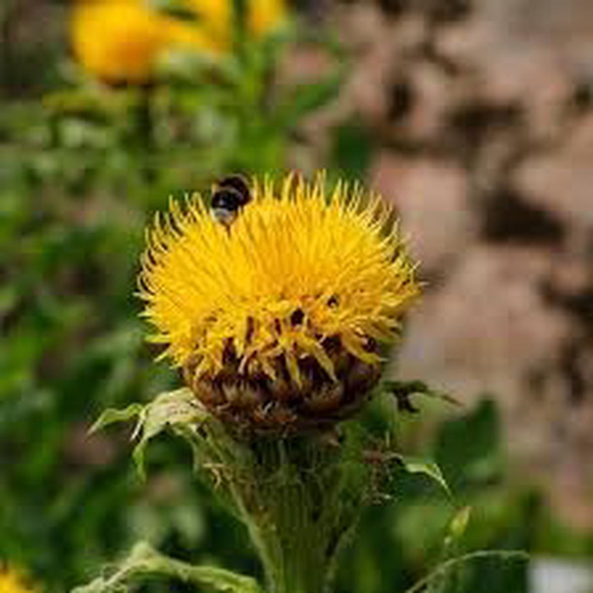 Centaurea Moschata Flower seeds for Planting Drought Tolerant Heirloom & GMO Free Seeds for Home Garden