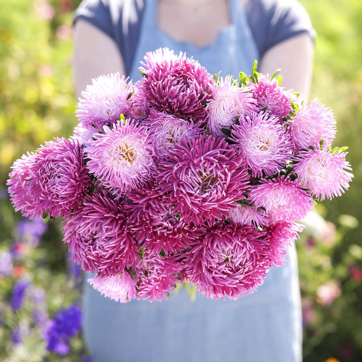 China Aster Seeds - Pavlova White-Lilac