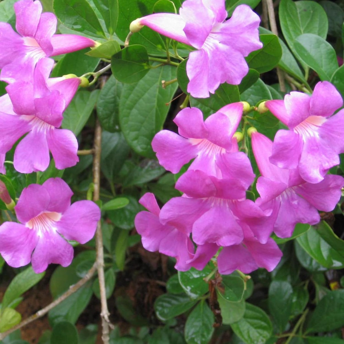 Climbing Snapdragon (Asarina) Flower Seeds for Planting Heirloom, Non-GMO, Easy to Grow, Annual