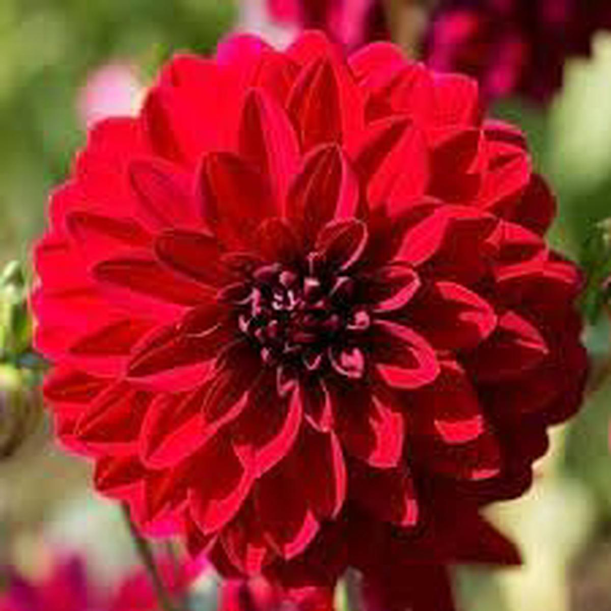 Dahlia Flower Seeds for Planting Sun Loving, Heirloom, Non-GMO, High Germination Garden Seeds