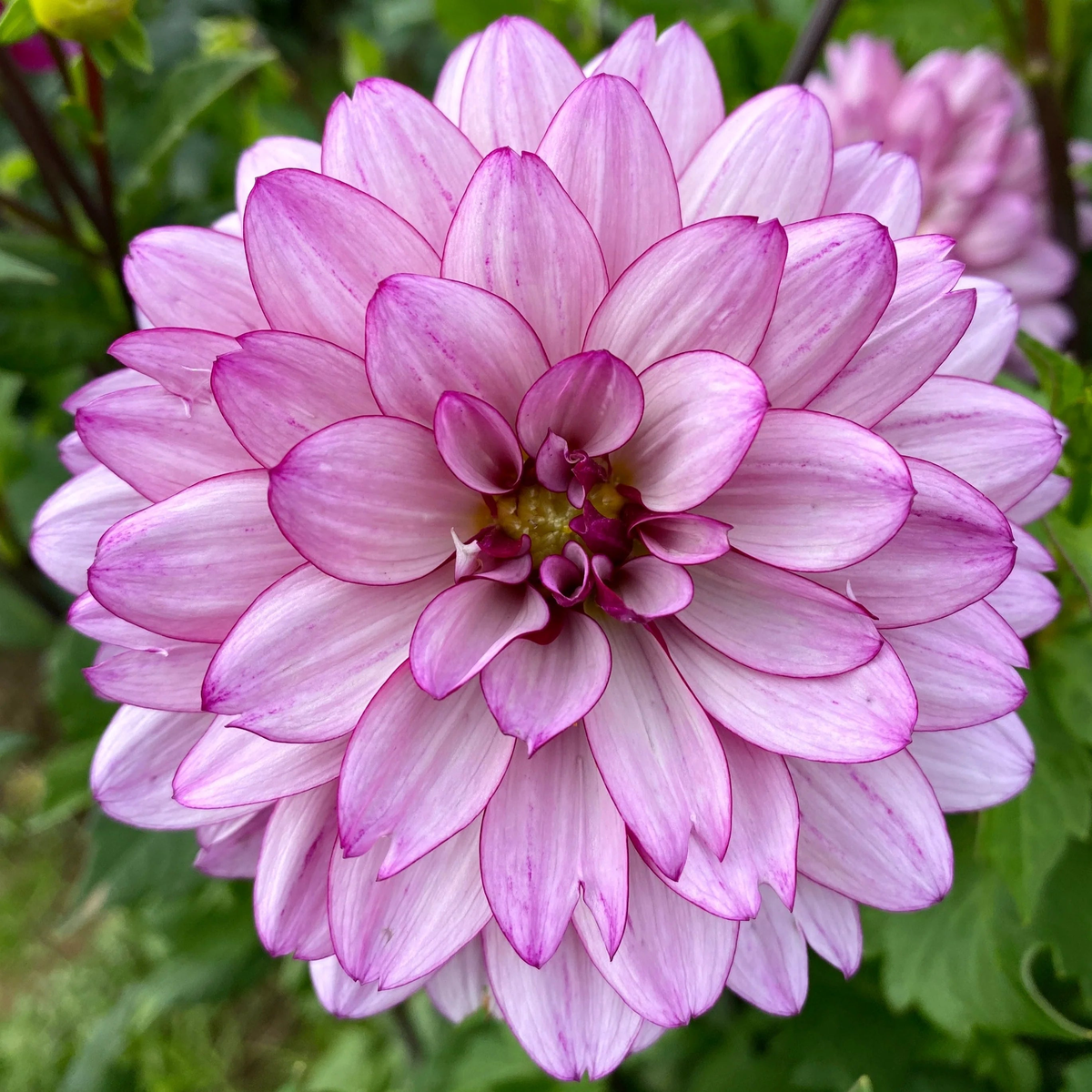 Dahlia 'Lauren Michele' Flower Seeds for Planting Heirloom, Non-GMO, Easy to Grow, Annual Blooms