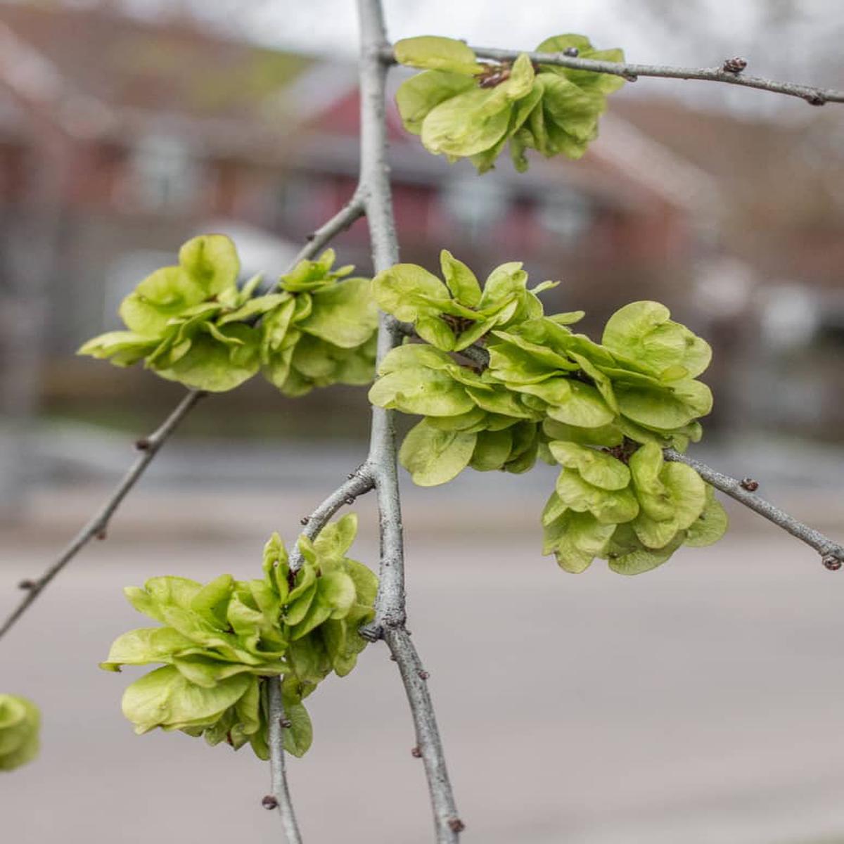 Dark Green Elm Plant Seeds for Planting - 100