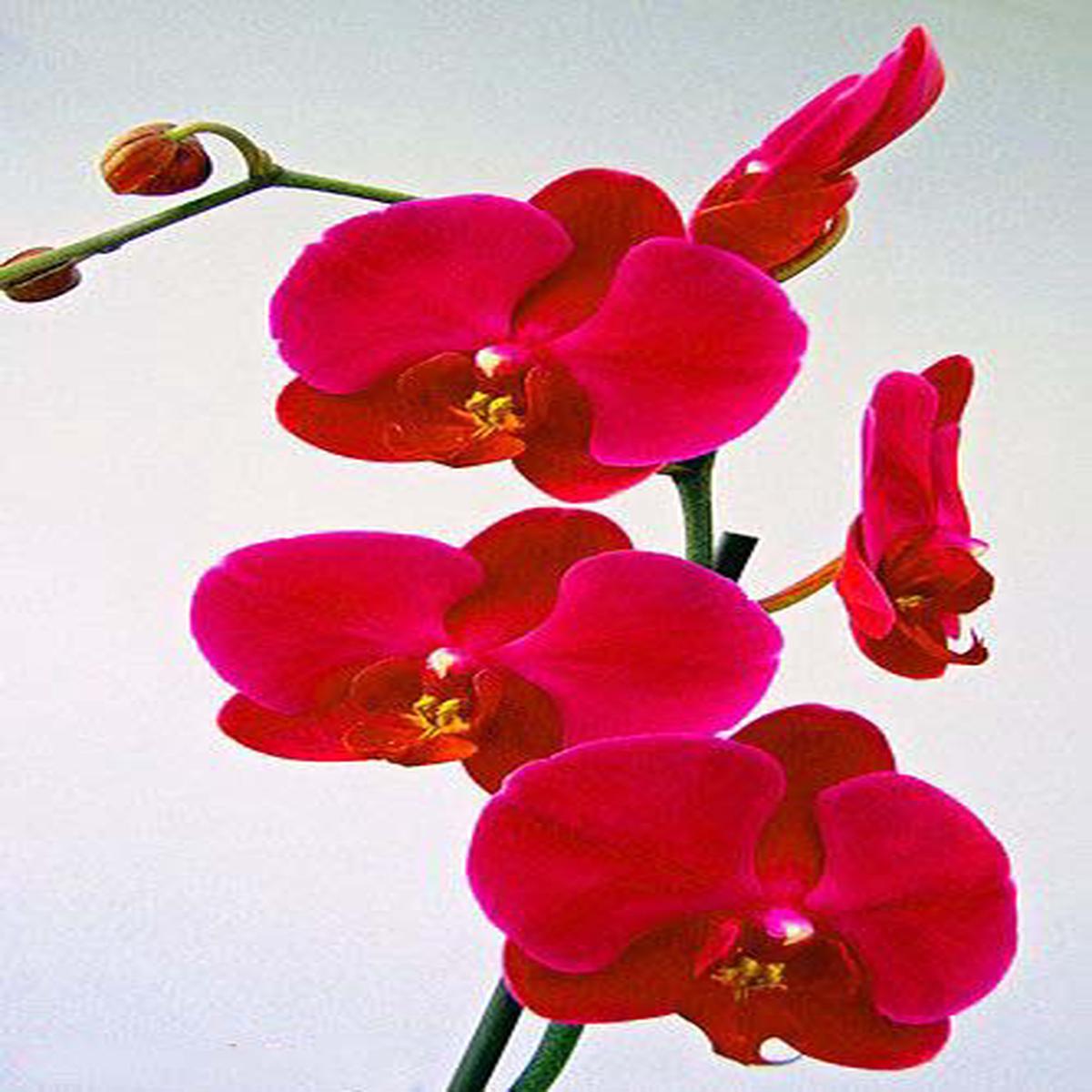Deep Red Orchid Flower Seeds  Colorful Display, Heirloom & Non-GMO Seeds for Planting Home Garden