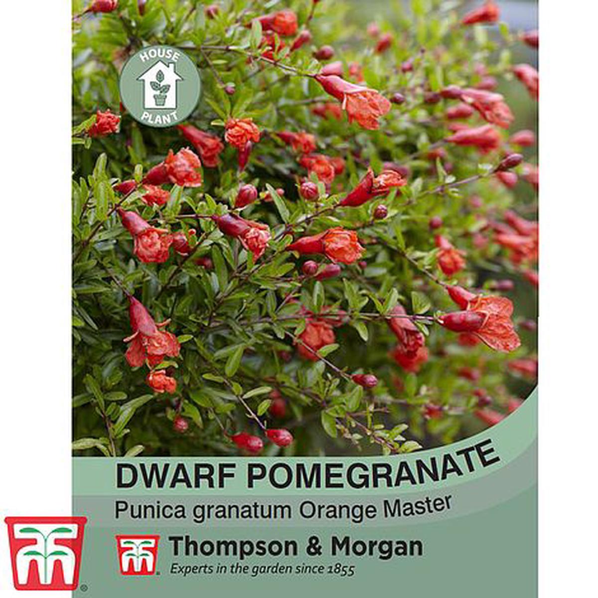 Dwarf Pomegranate Flower Seeds
