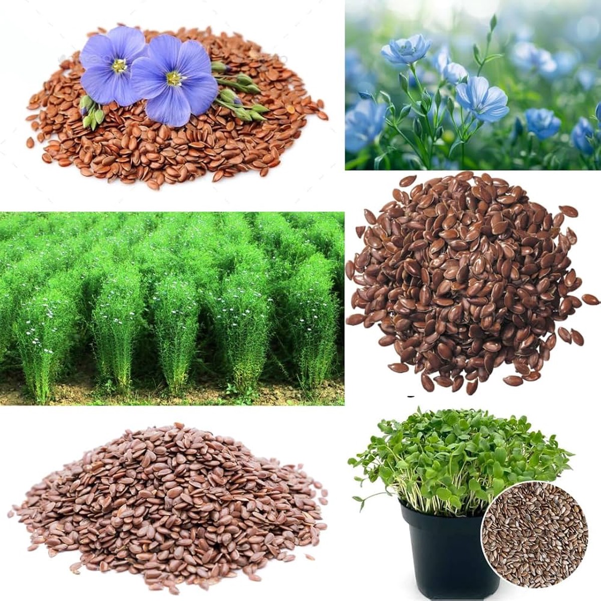 Flaxseed (Linum usitatissimum) Seeds for Planting for Balcony Garden and Flower Bed