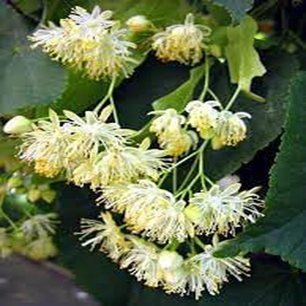 Genipap Littleleaf Flower seeds for Planting - Colorful Display, Heirloom & GMO Free Seeds for Home Garden