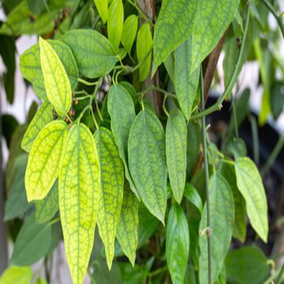 Green Tiliacora Seeds for Planting  Fragrant Blossoms, Heirloom, Non-GMO, High Germination Organic Garden Seeds