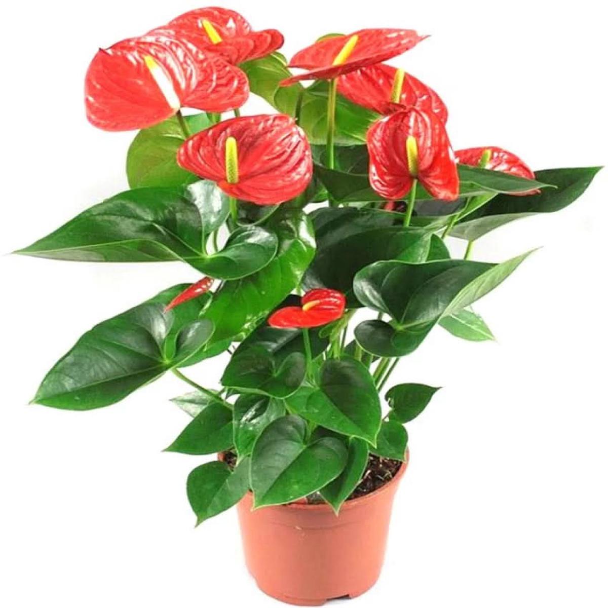 Heirloom Anthurium Flower Exotic Houseplant Flower Seeds for Home Garden Planting, Landscape