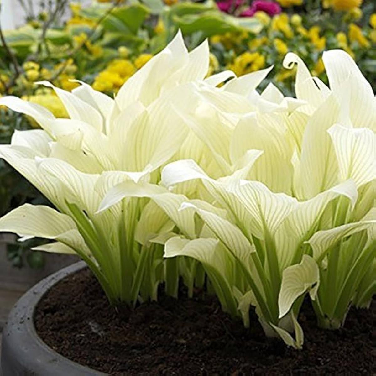 Hosta Hosta Ice White Lace Perennial Flower Seeds for Planting  Ideal for Shaded Garden Beds and Edging