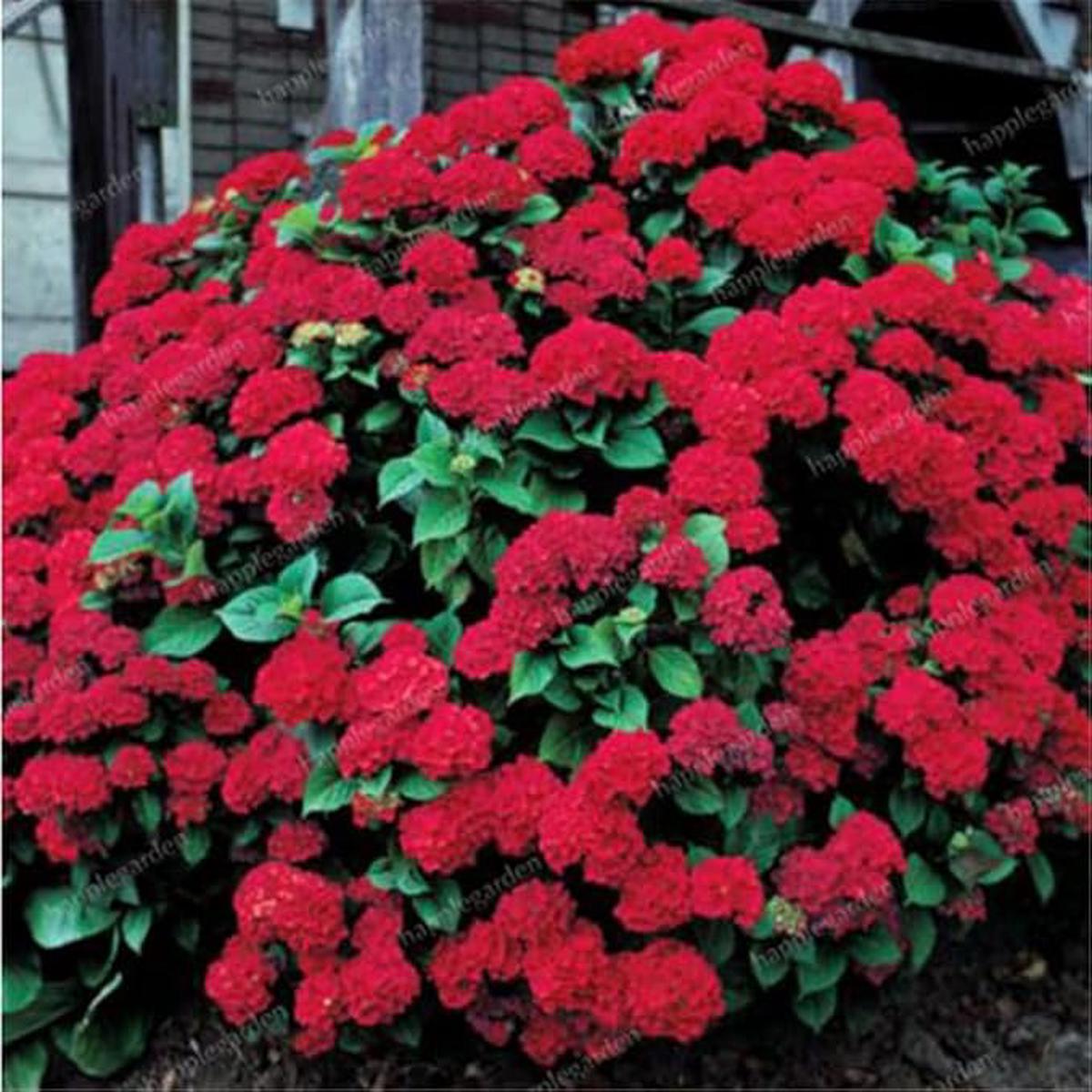 Hydrangea Hydrangea Paniculata 'Vaniglia Fraise' Flower Seeds for Planting  Unique Blooms for Garden Borders and Flower Displays