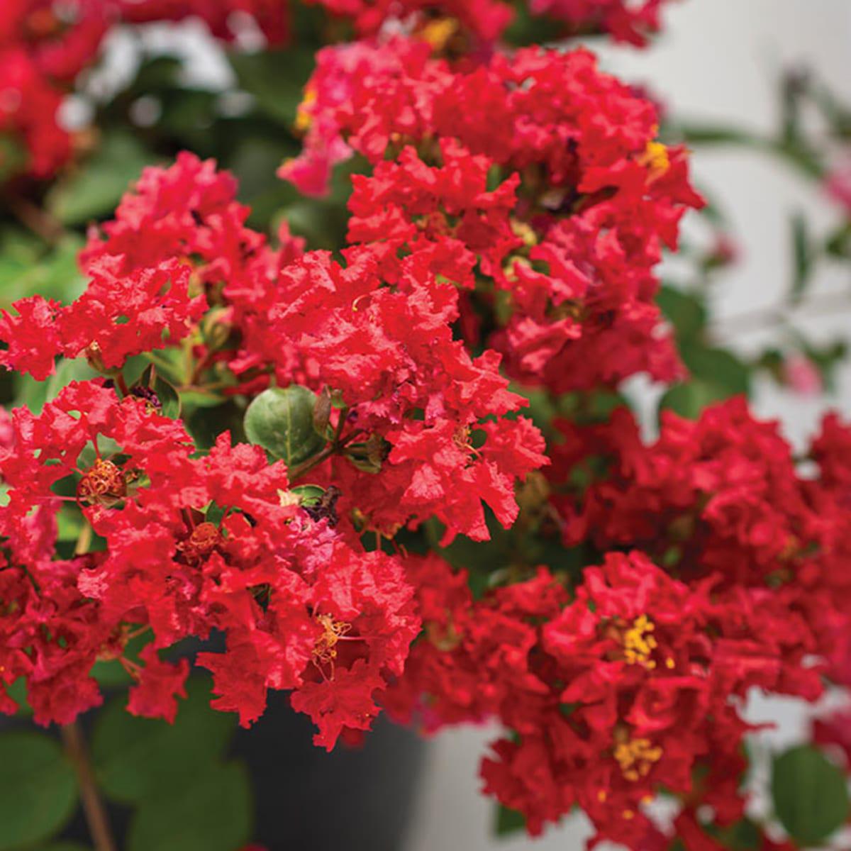 Lagerstroemia Flower Seeds for Planting Shade Tolerant, Heirloom, Non-GMO, High Germination