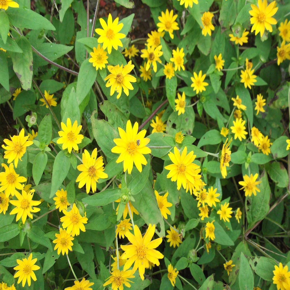 Melampodium Paludosum Flower seeds for Planting Long Bloom Season Heirloom & GMO Free Seeds for Home Garden