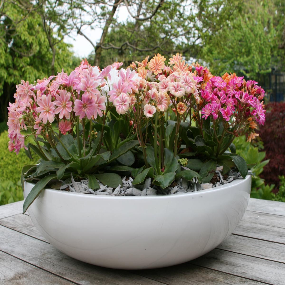 Mixed Lewisia Flower Seeds for Planting  Heirloom, Non-GMO, High Germination Organic Garden Seeds