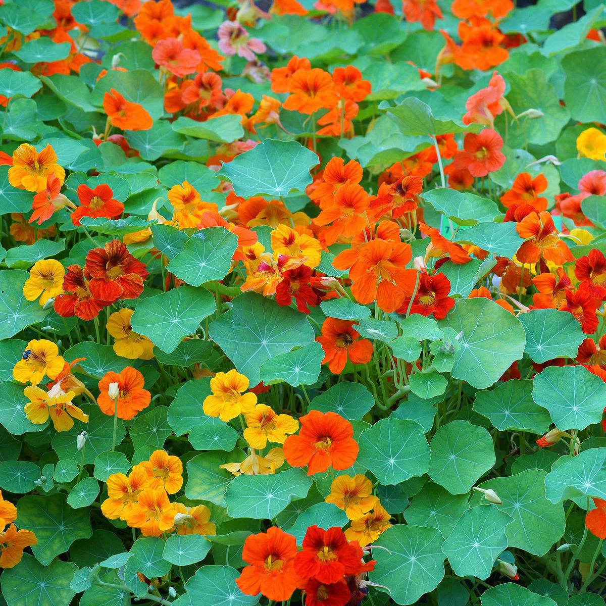 Mixed Nasturtium Flower Seeds for Planting - Heirloom, Non-GMO, High Germination Organic Garden Seeds