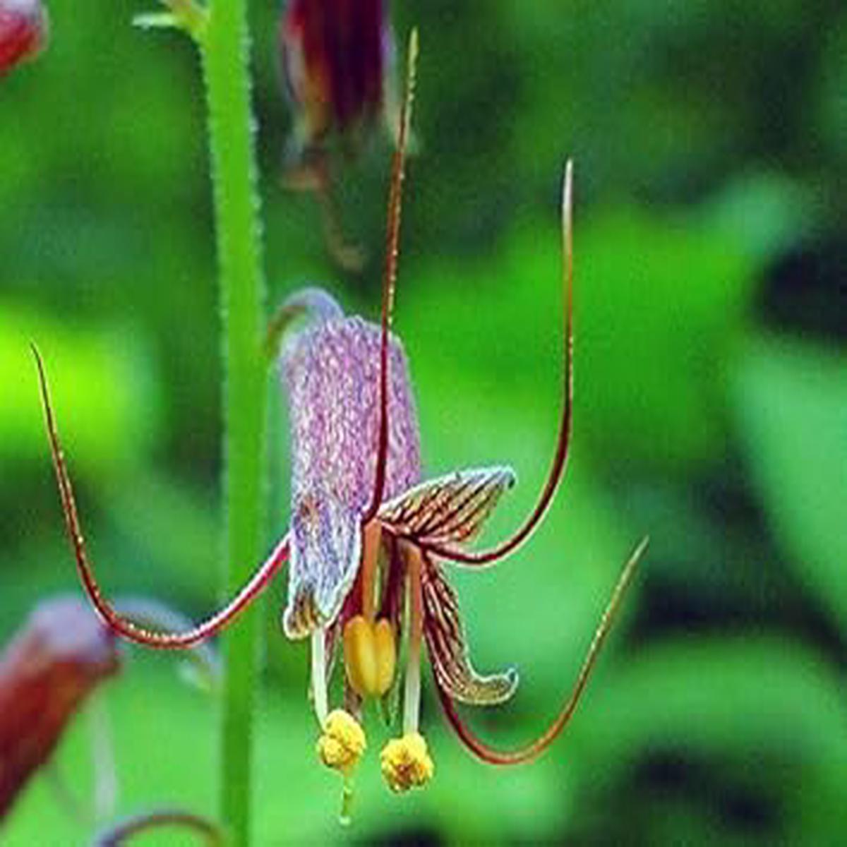 Mothers Menziesii Flower Seeds for Planting Organic Heirloom Non-GMO Seeds