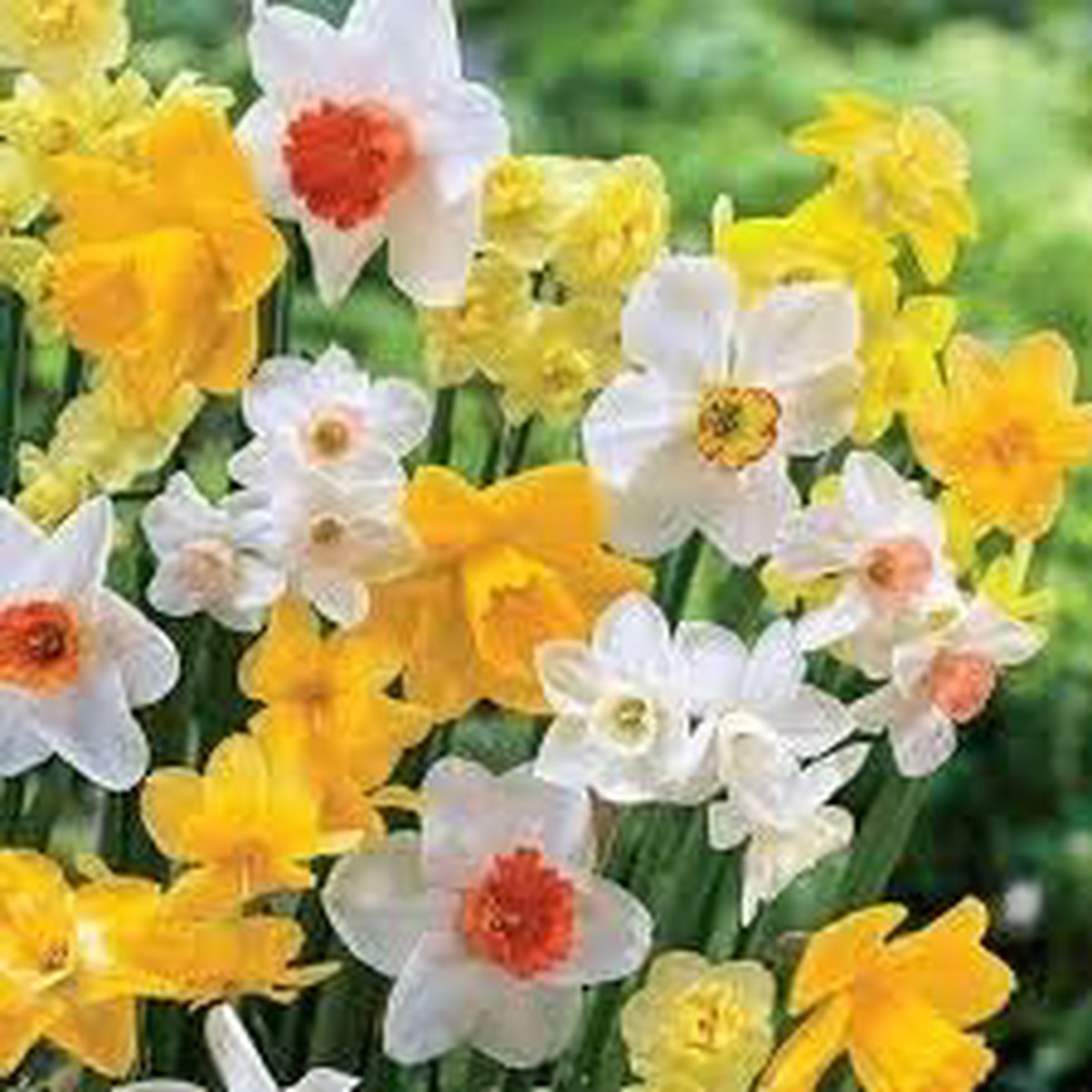 Multi-Colour Narcissus Seeds for Planting Organic Heirloom Non-GMO Flower Seeds, High Germination