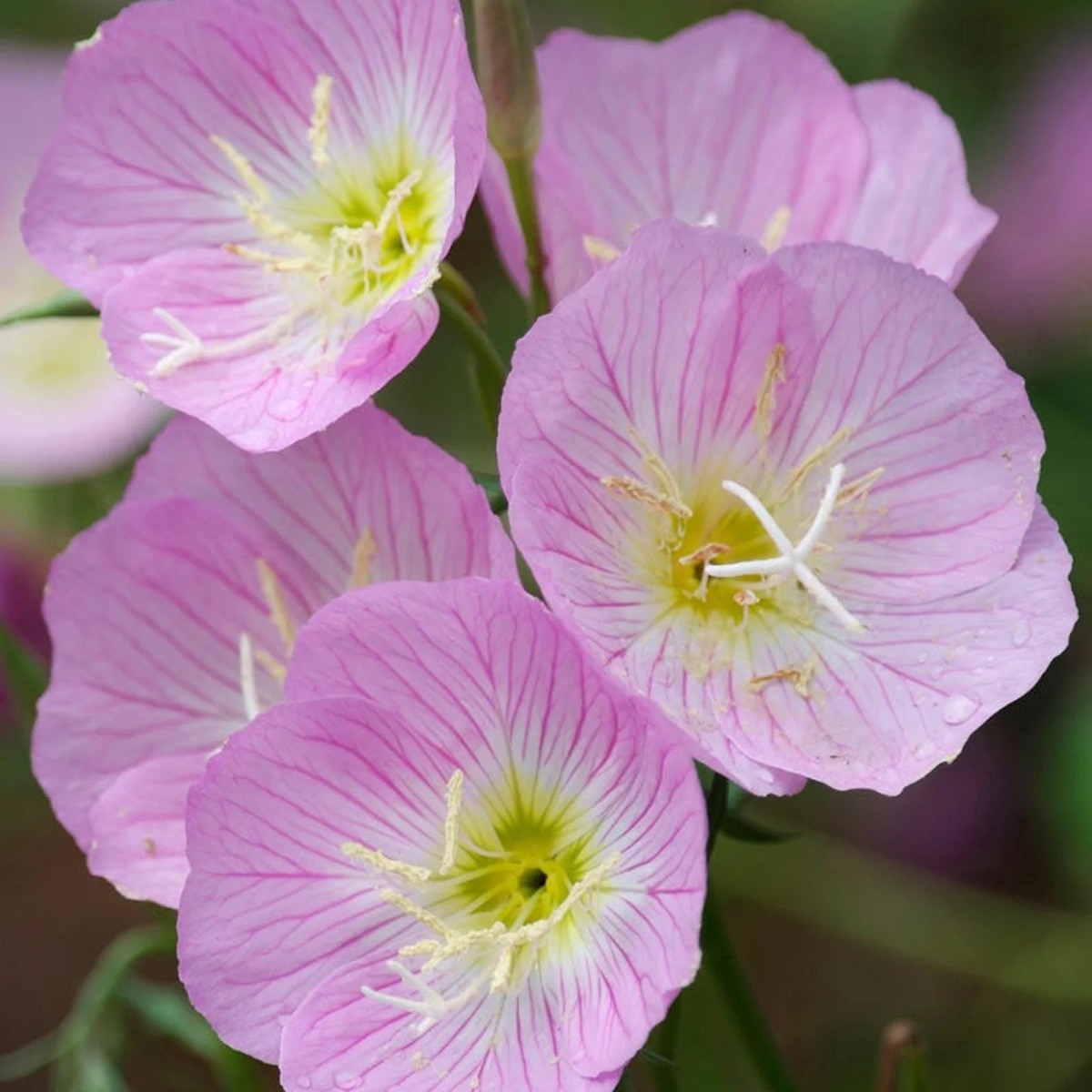 Oenothera speciosa (Mexican or Showy Evening Primrose)Flower Seeds-Heirloom,Non GMO Planting