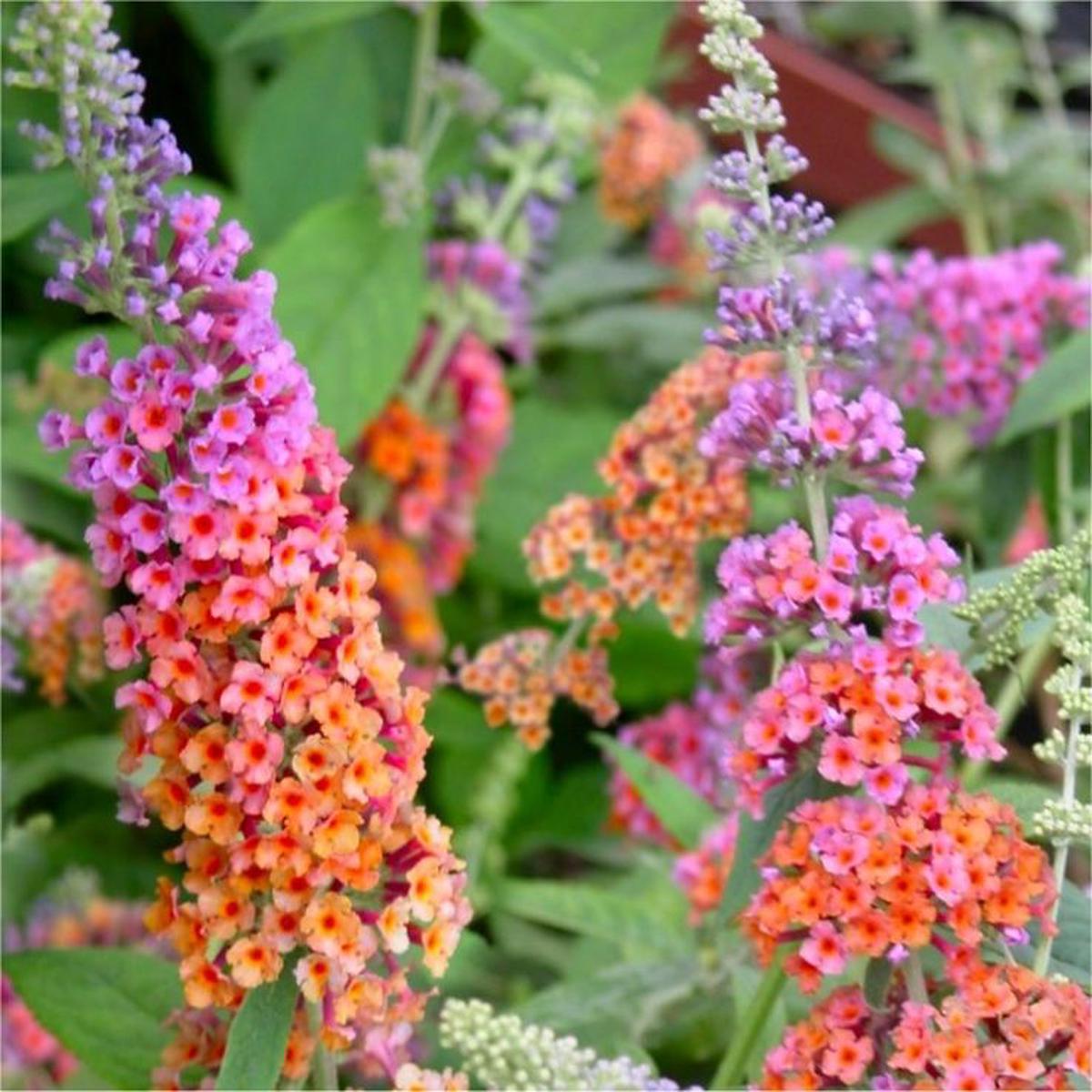Orange Pink Buddleia Flower Seeds for Planting Sun Loving Heirloom & GMO Free Seeds for Home Garden Sale