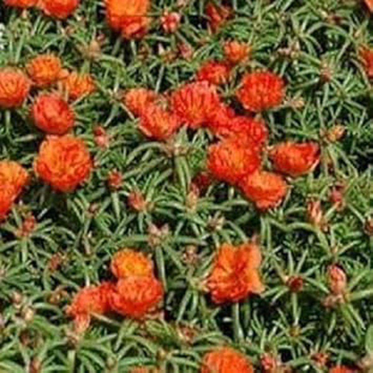 Orange Portulaca Seeds for Planting Organic, Heirloom, Non-GMO Flower Seeds