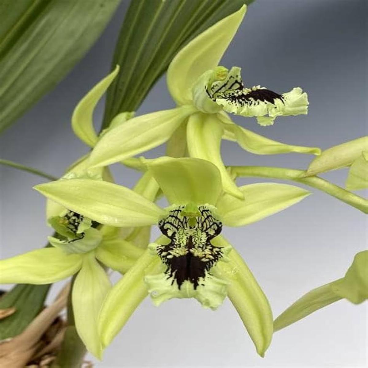 Orchid Balcony For Planting Dendrobium Spp For Balcony Gardens And Indoor Spaces Flower Seeds for