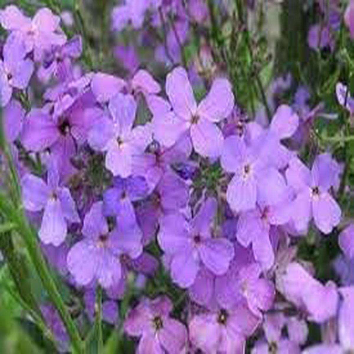 Organic Bicornis Flower Seeds for Planting Heirloom, Non-GMO