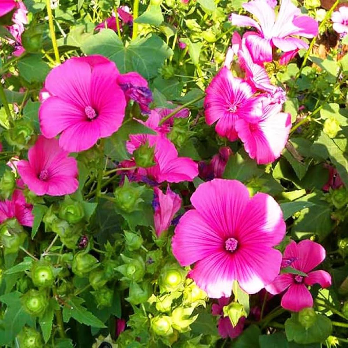 Organic Pink Lavatera Flower Seeds for Planting  Heirloom, Non-GMO