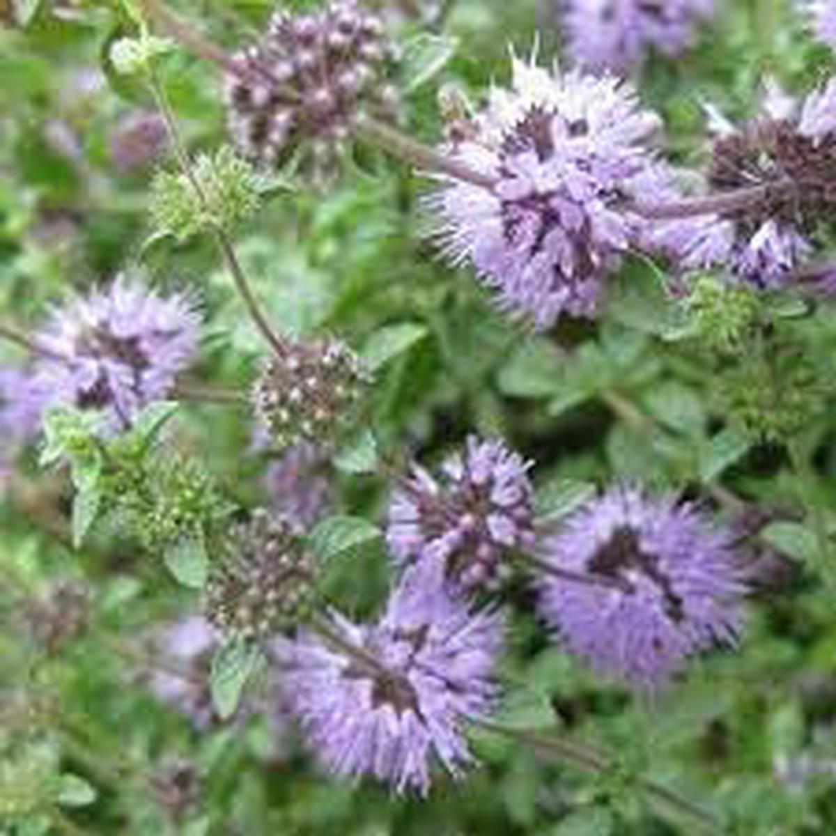 Pennyroyal Flower Seeds for Planting  Heirloom, Non-GMO, High Germination Organic Garden Seeds
