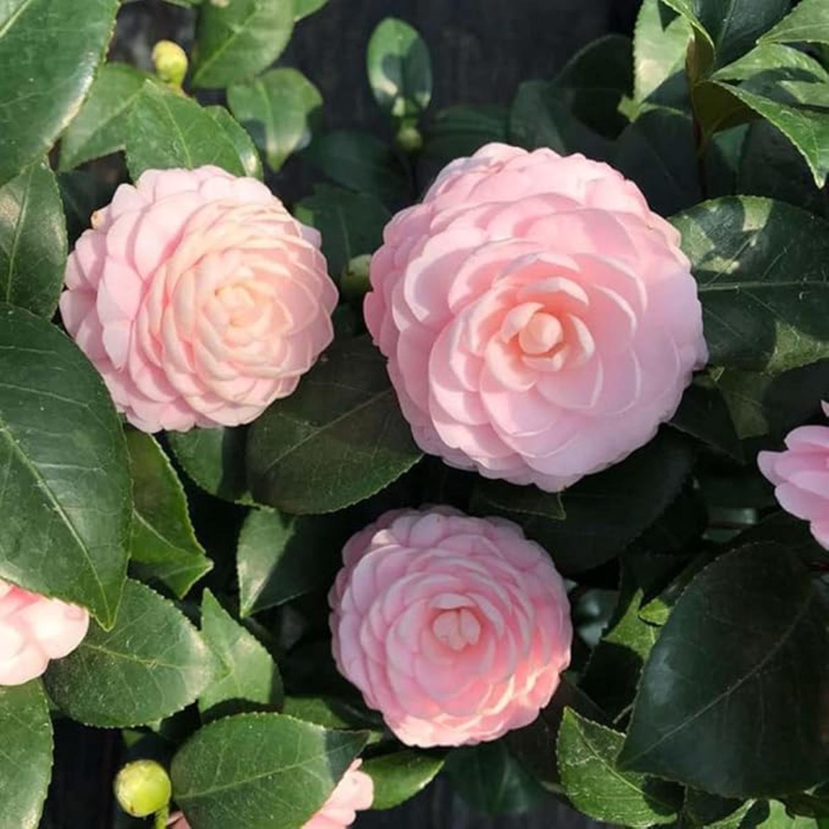 Pink Camellia Flower Seeds for Planting Heirloom, Non-GMO, Cut-Flower Favorite Organic Garden Seeds