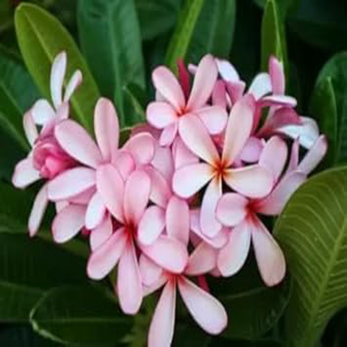 Pink Light Frangipani Flower Heirloom Non Gmo Plumeria For Fragrant Tropical Gardens Flower Seeds