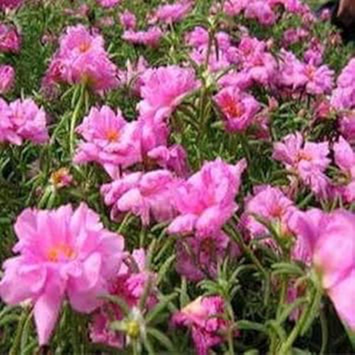 Pink Moss Rose Plant Seeds for Planting Non-GMO Heirloom Garden Seeds for Growing Beautiful Flowers