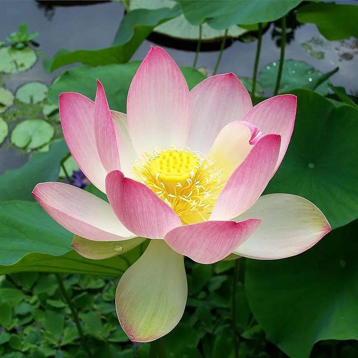 Pink Sacred Lotus Seeds (Nelumbo Nucifera) for Planting  Heirloom, Non-GMO