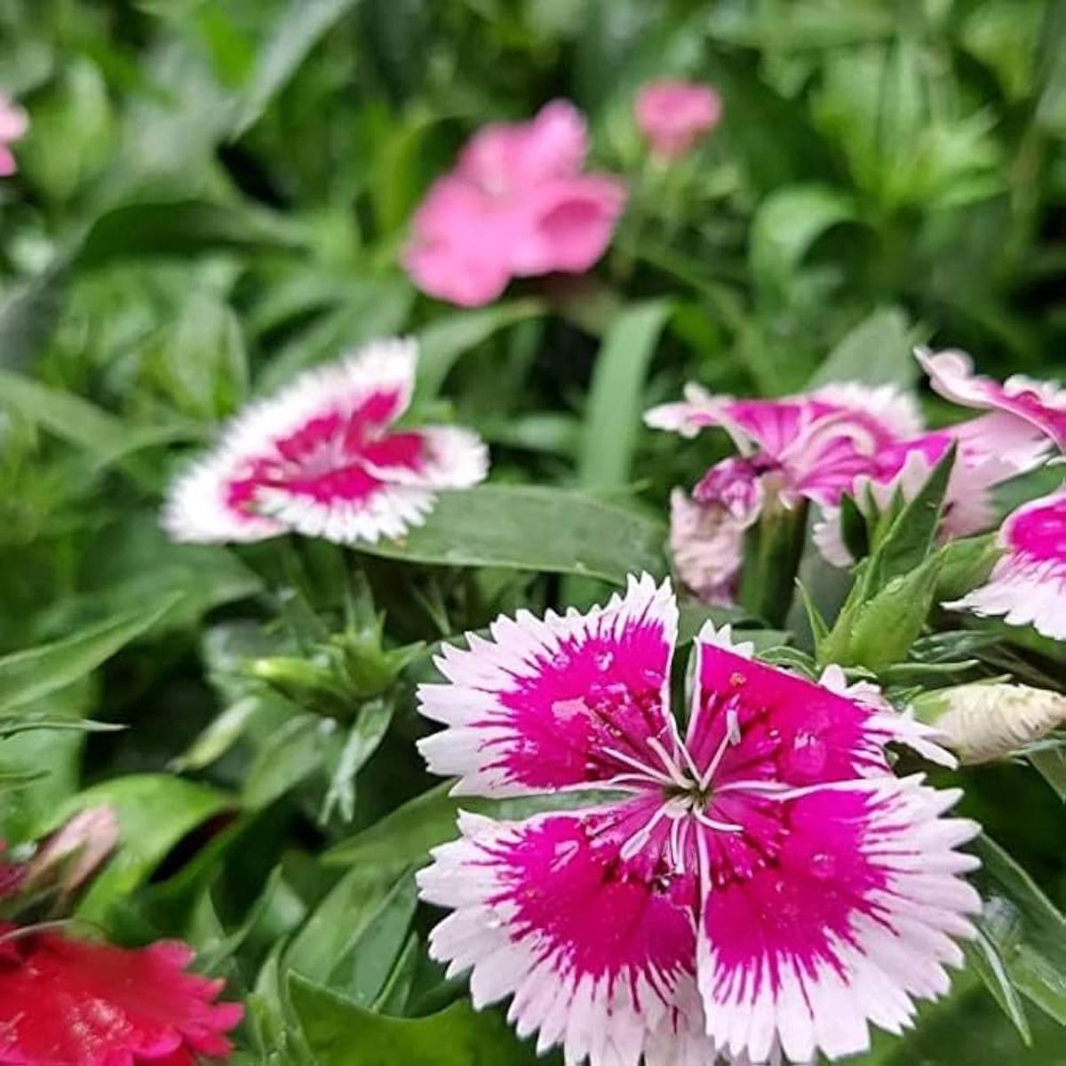 Pink White Dianthus Barbatus Flower seeds for Planting Vibrant Colors Heirloom & GMO Free Seeds for Home Garden Sale