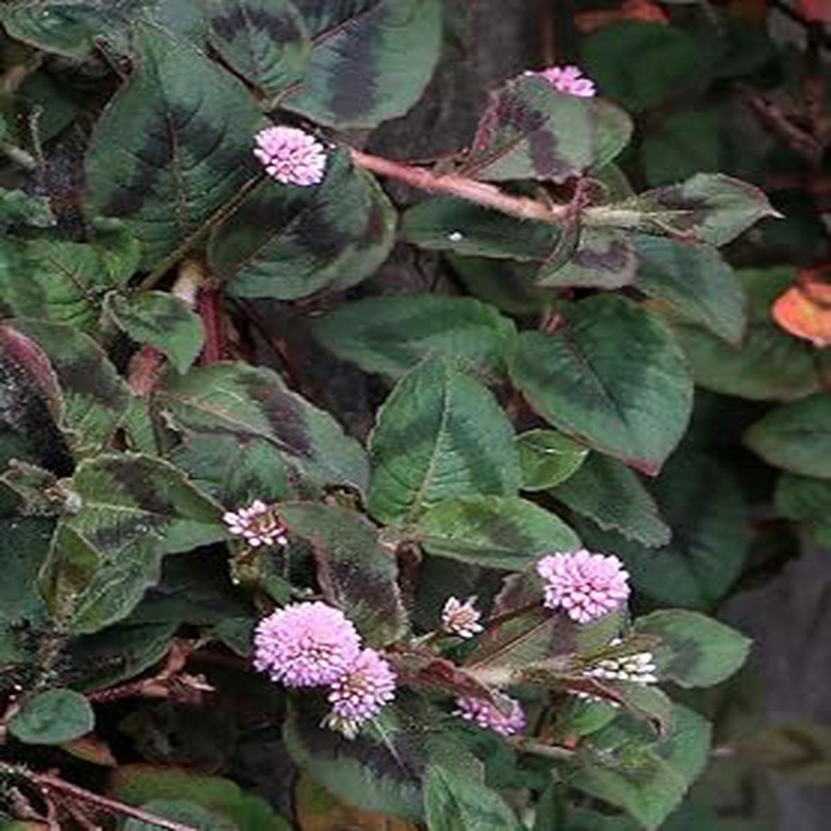 Polygonum Capitatum Flower Seeds Heirloom Non-GMO Seeds for Creeping & Decorative Garden Planting