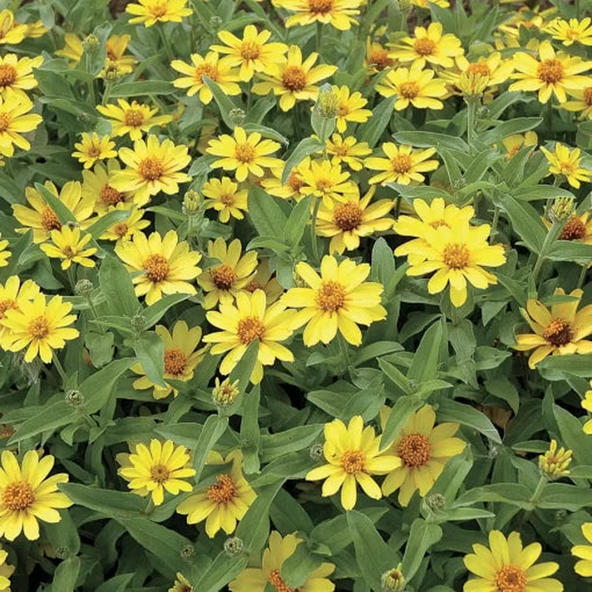 Profusion Yellow Zinnia Seeds | Compact Yellow Garden Zinnias  Heirloom, Non-GMO, High Germination Organic Garden Seeds