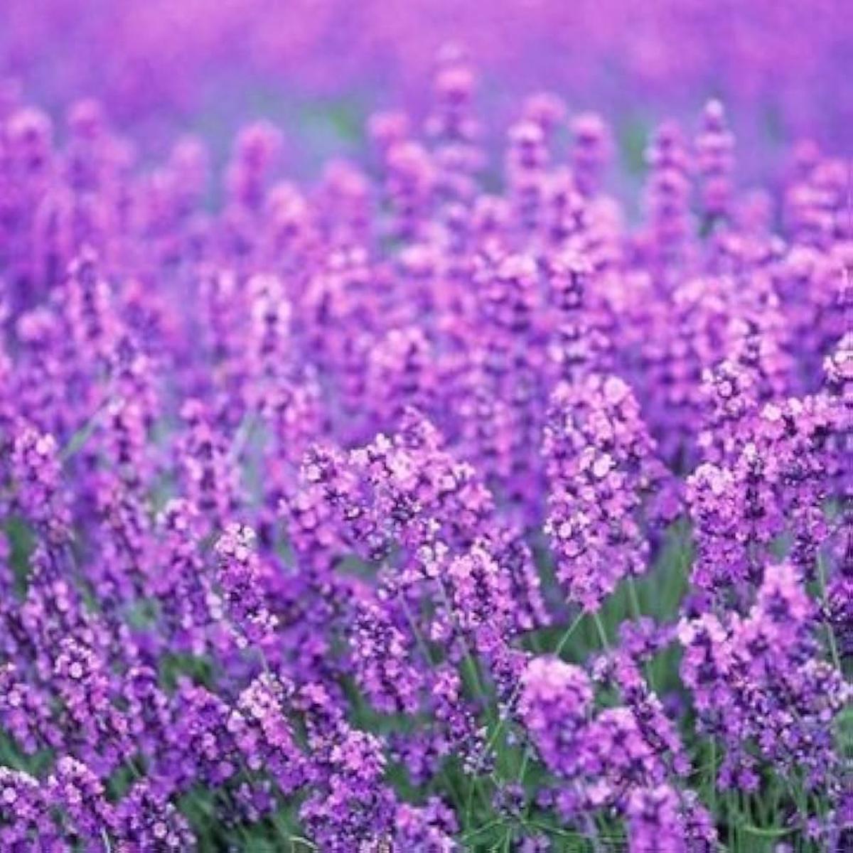 Provence Lavender Flower Seeds for Planting Heirloom, Non-GMO, High Germination Organic Garden Seeds