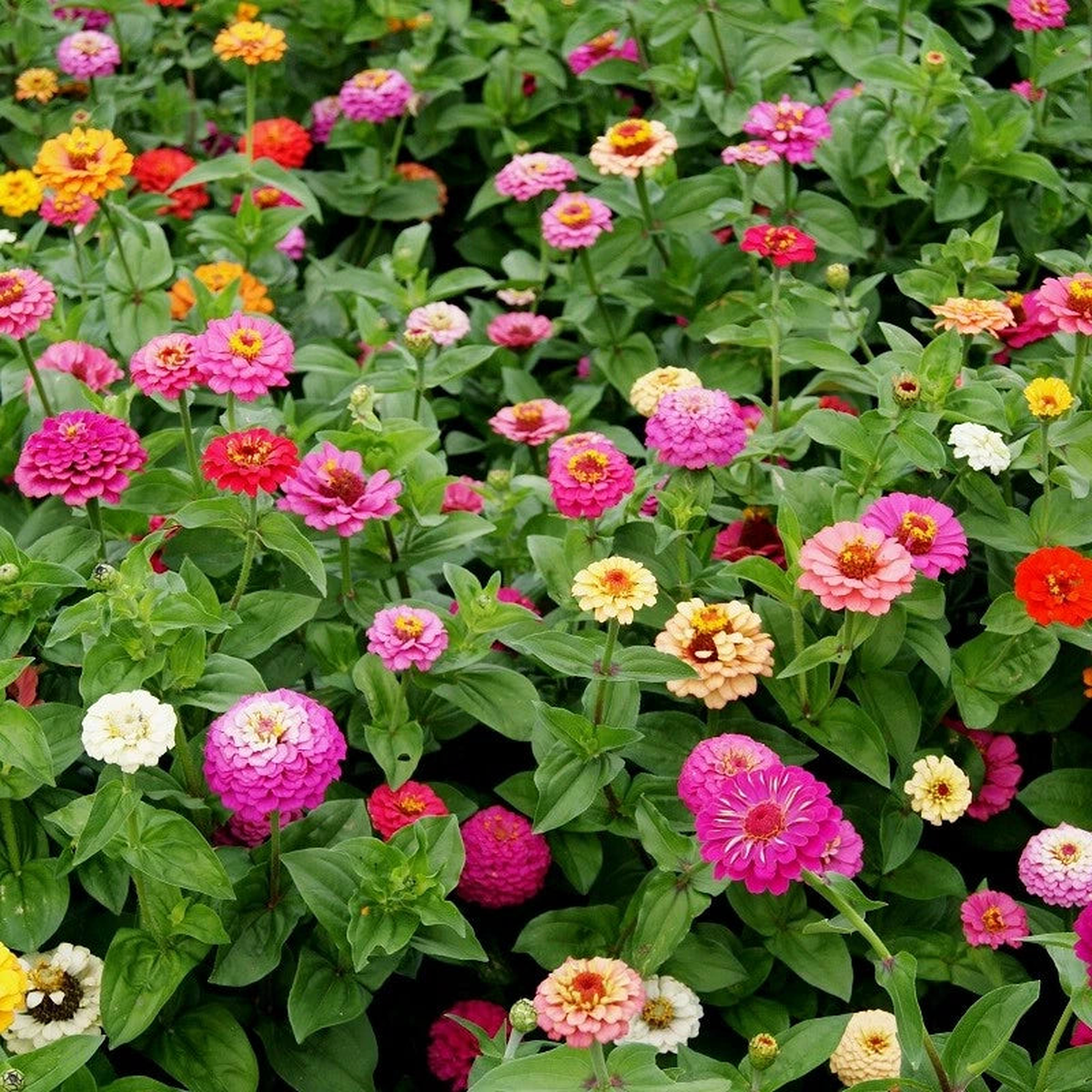 Pumila Mix Zinnia Seeds Cut and Come Again Variety Size Packets SHIPPING Seeds  Heirloom, Non-GMO, High Germination Organic Garden Seeds