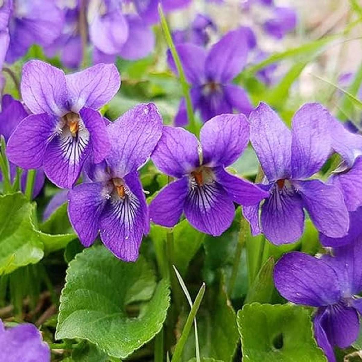 Purple Viola Charlotte Flower Seeds for Planting Fragrant Heirloom, Non-GMO, High Germination Garden Seeds