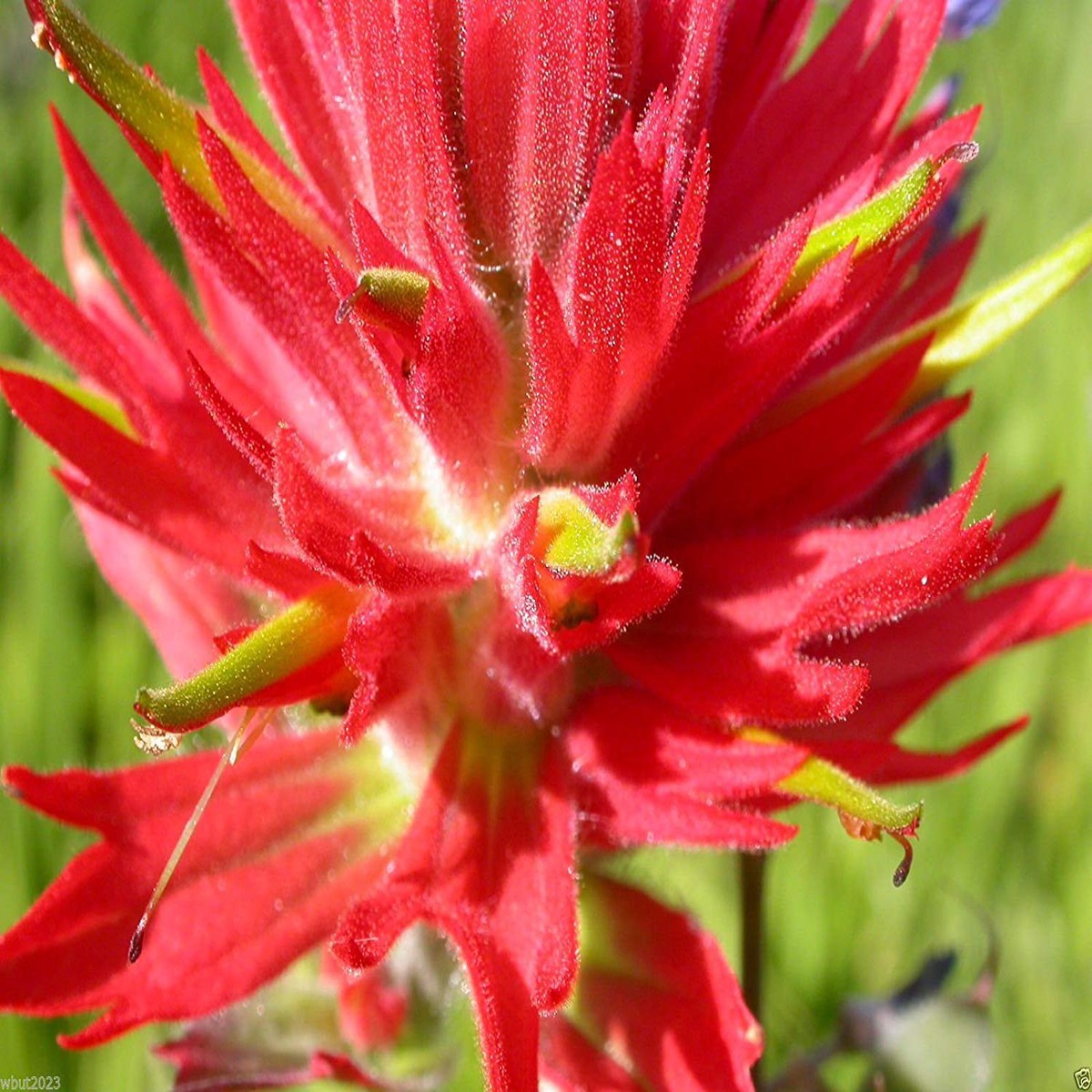 Red Castilleja Flower Seeds for Planting  Hardy, Vibrant Wildflower Blooms