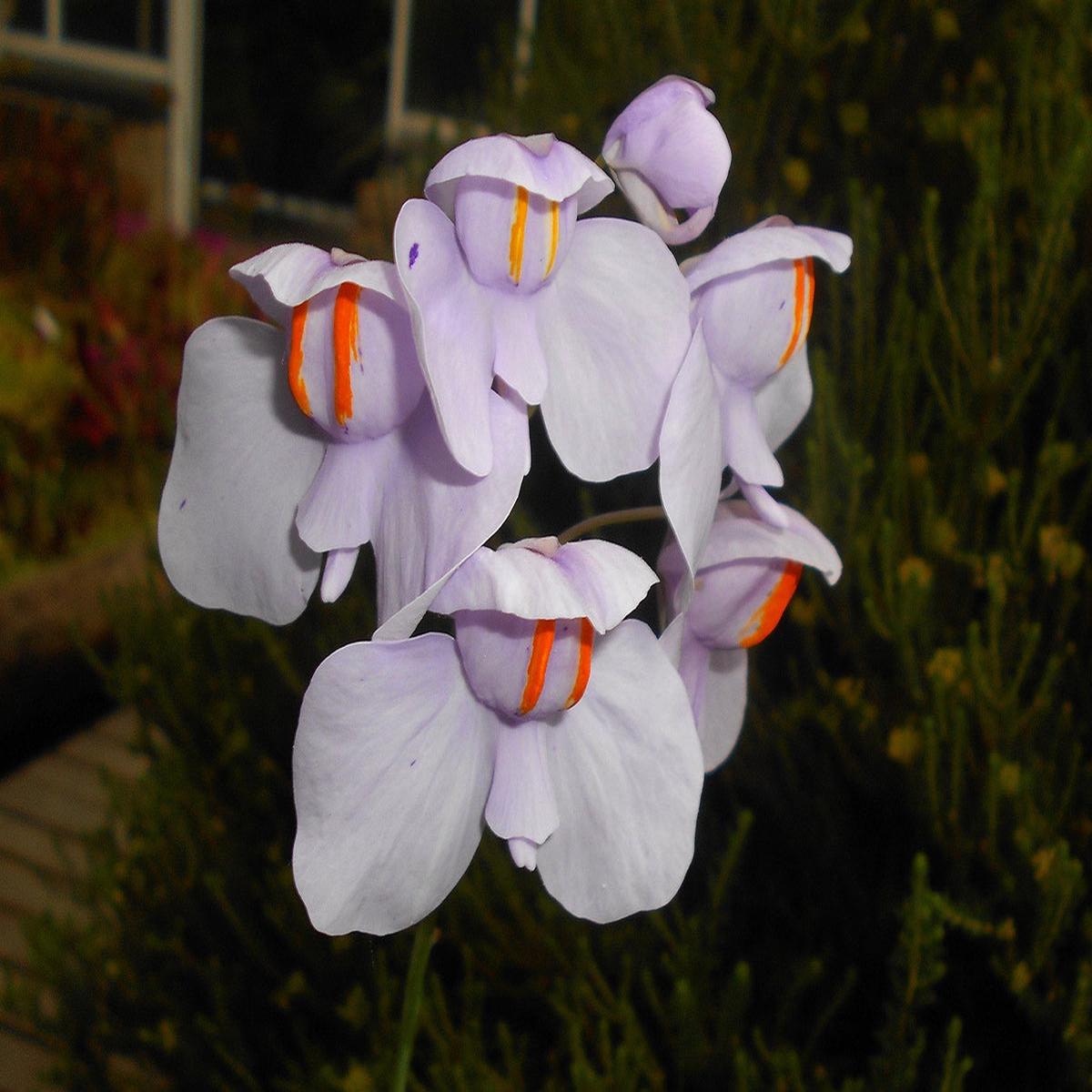 Utricularia Flower seeds for Planting - Cottage Garden Essential, Heirloom & GMO Free Seeds for Home Garden
