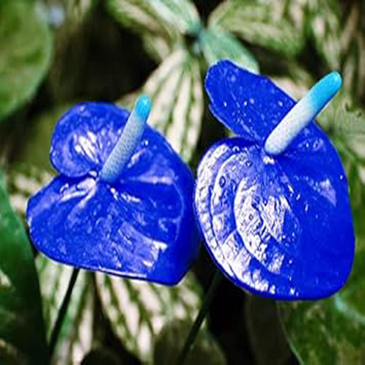 Violet MultiColor Rose Flower Seeds for Planting Easy to Grow Heirloom & GMO Free Seeds for Home Garden Sale
