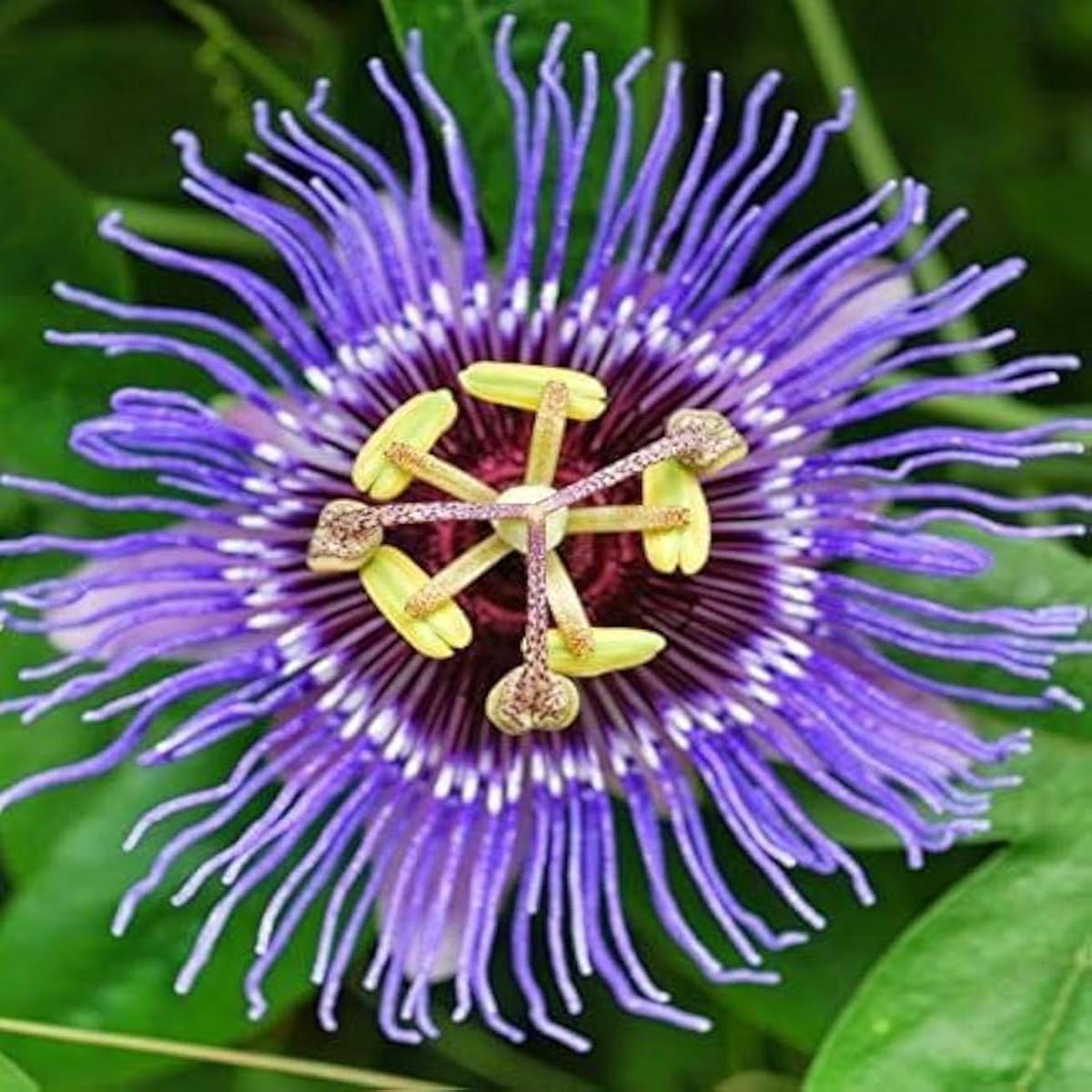 Violet Passion Flower Seeds for Planting  Heirloom, Non-GMO, High Germination Organic Garden Seeds
