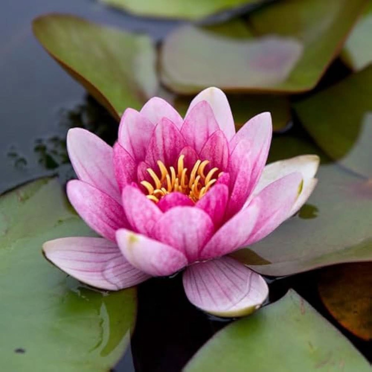 Water Lily Nymphaea Odorata Flower For Pond Garden And Water Feature Planting Flower Seeds for Home
