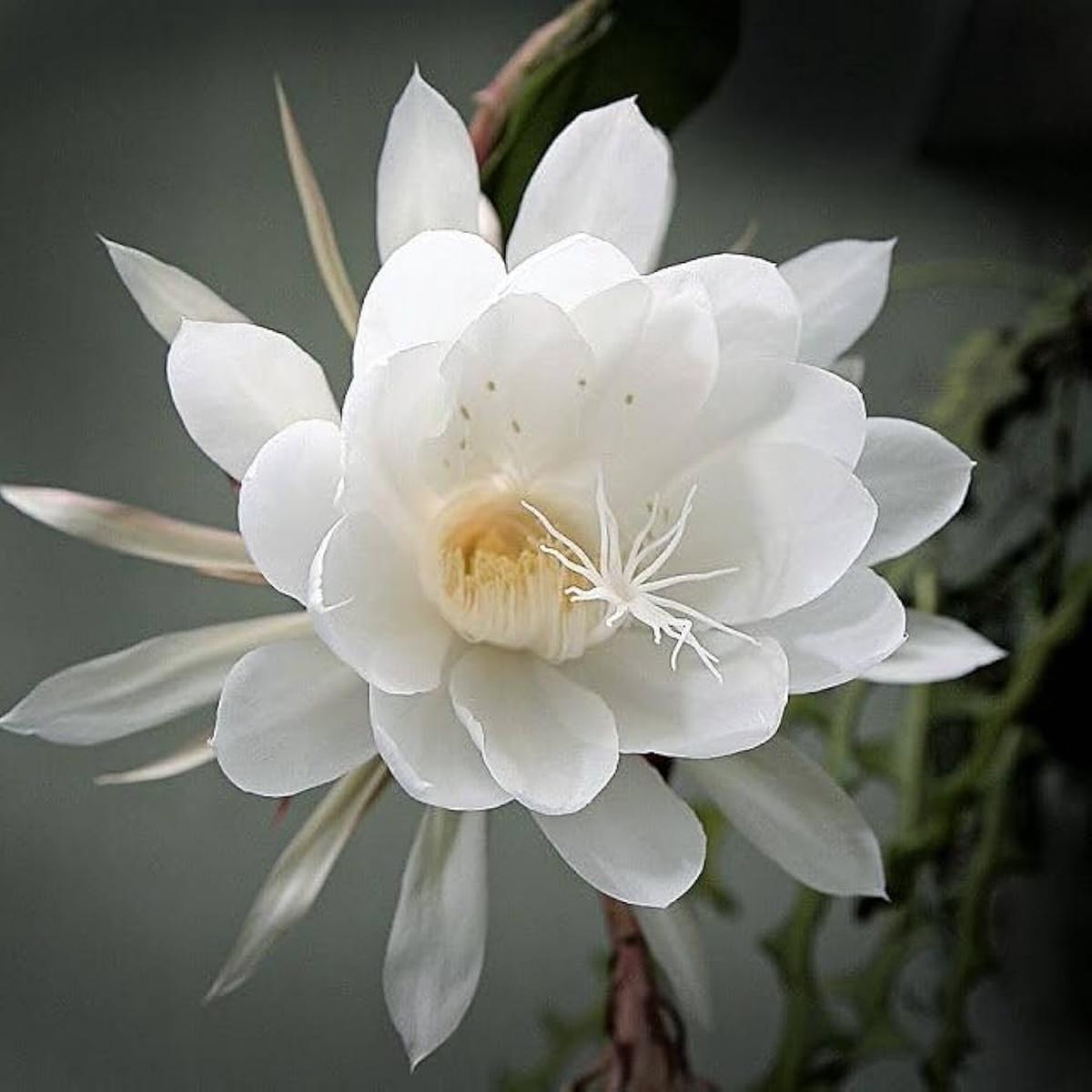 White Epiphyllum Oxypetalum Seeds  Heirloom, Non-GMO, Cottage Garden Essential