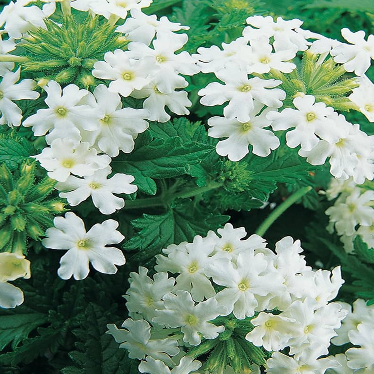 White Heras Tears Flower Garden Flower Seeds Home Garden Planting, Landscape Organic