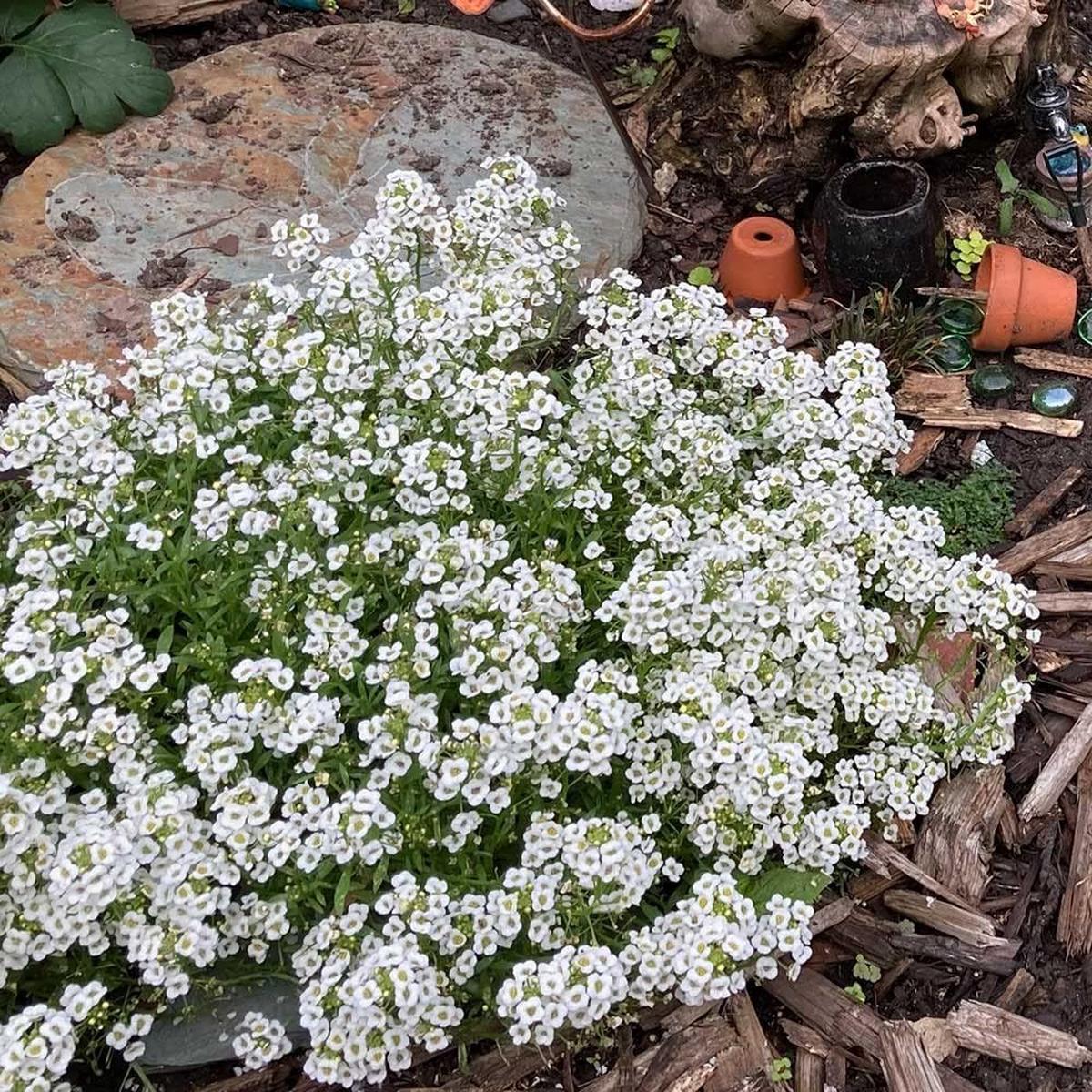 White Myosotis Flower Seeds for Planting  Heirloom, Non-GMO, High Germination Organic Garden Seeds