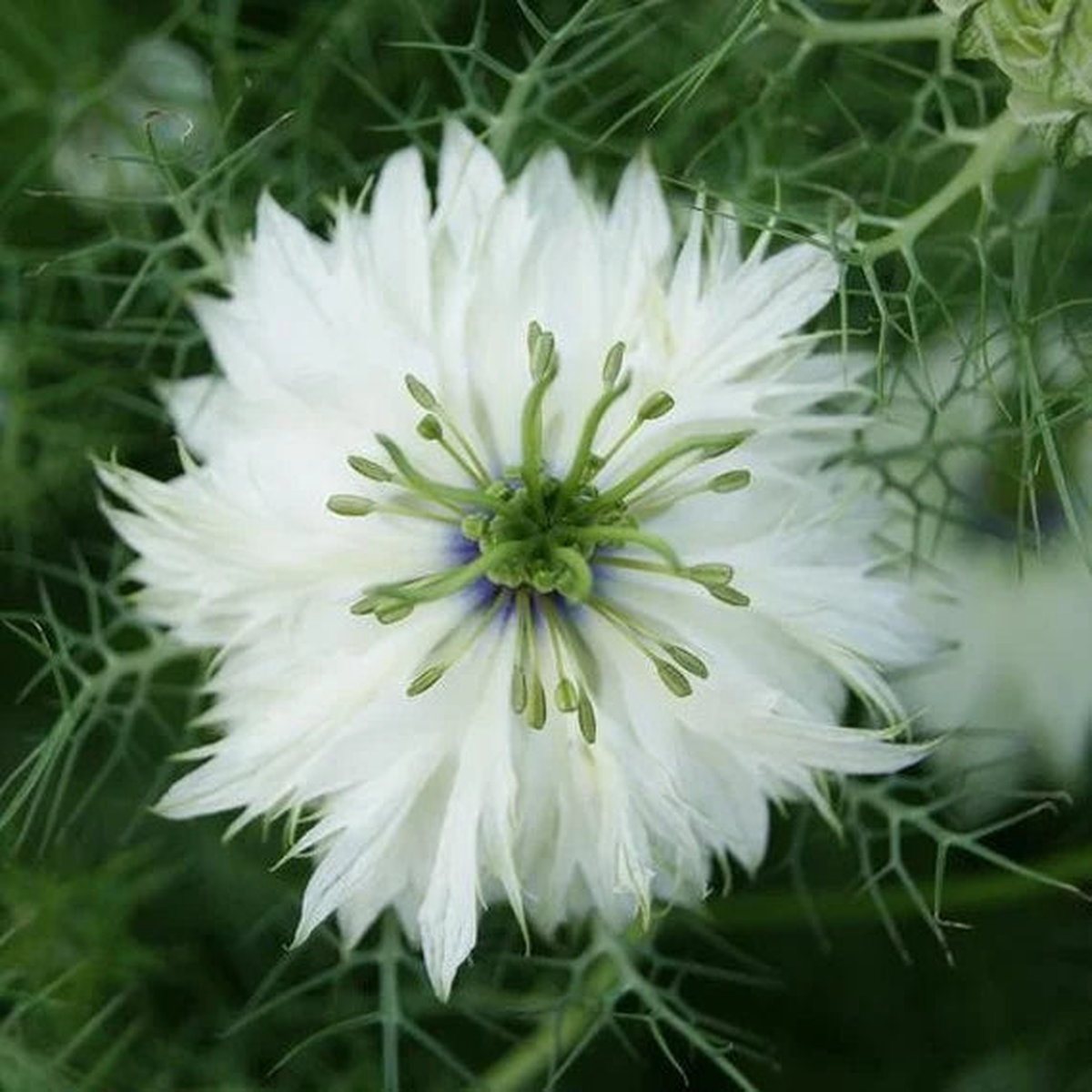 White Nigella African Flower Planting for Beautiful Gardens Seeds for Graceful and Charming Blooms
